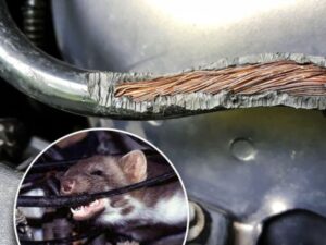 Chống chuột xe ô tô