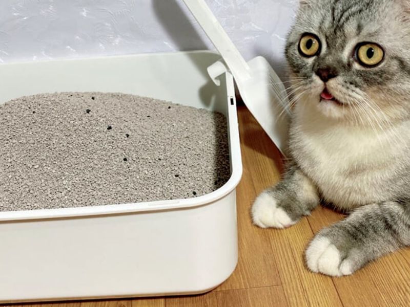 Dùng cát vệ sinh cho mèo để hút ẩm và khử mùi nhanh